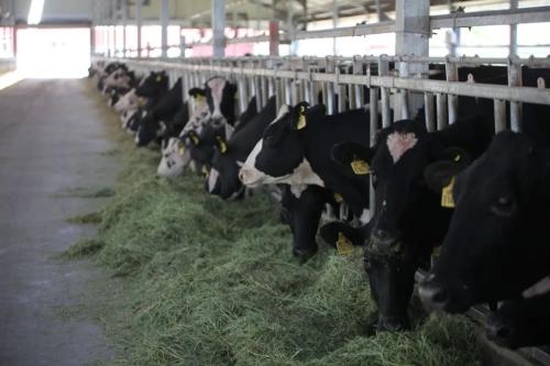 一滴牛奶背后的“超級力量”