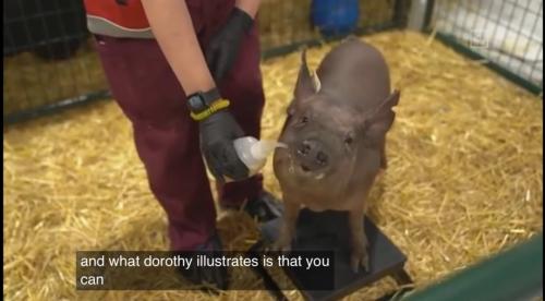 意念控制特斯拉有希望？馬斯克用活豬演示腦機(jī)接口技術(shù)，可實(shí)時(shí)讀取大腦信息，A股也有概念股