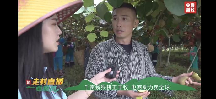 獼猴桃化身“金果果” 央視直播走進十八洞村