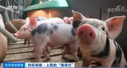 豬肉價格反彈，1頭豬利潤＝2瓶茅臺酒？