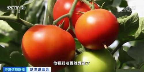 中國(guó)糧，用中國(guó)種！