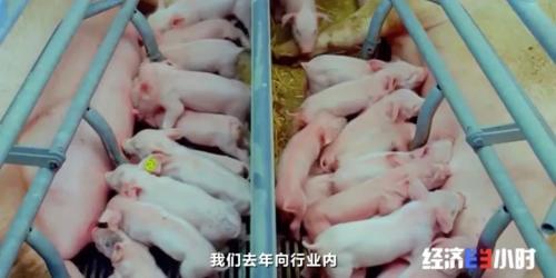 8個品種本土種豬滅絕!我們餐桌多為“外來豬”?!本土“二師兄”去哪了?